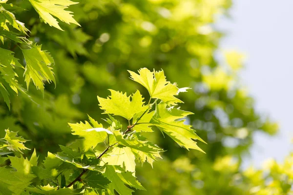 Gröna blad på trädet i naturen — Stockfoto