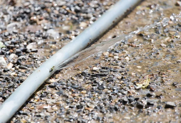 Water flows from the hose into the ground — Stock Photo, Image
