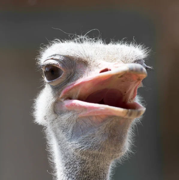 Portrait of ostrich on the nature — Stock Photo, Image