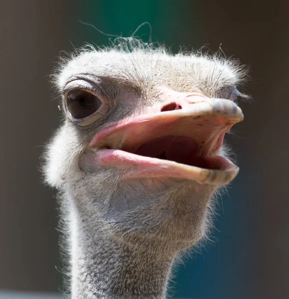 Retrato de avestruz sobre la naturaleza —  Fotos de Stock