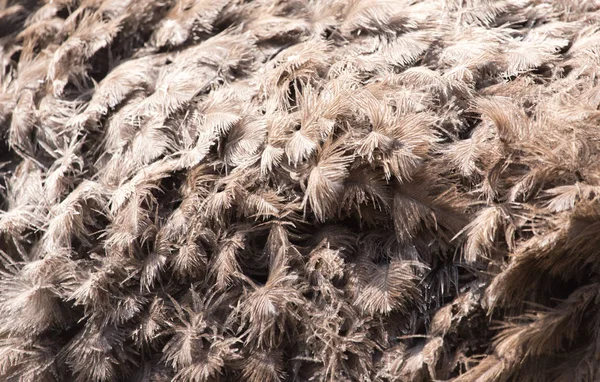 Plumas de avestruz como fondo — Foto de Stock