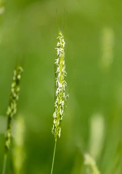 Gröna öron av vete på naturen — Stockfoto