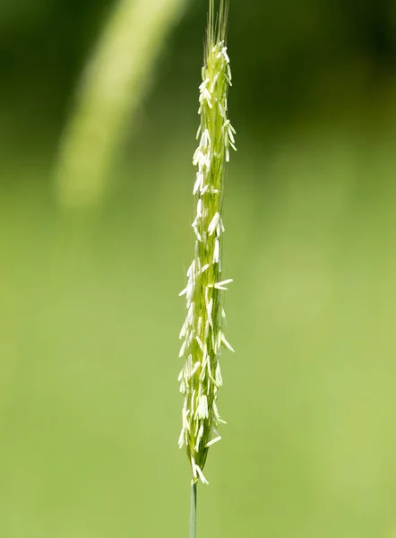 Doğada buğday yeşil kulakları — Stok fotoğraf