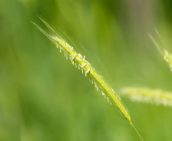 Espigas verdes de trigo sobre la naturaleza —  Fotos de Stock