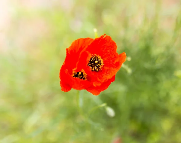 Blume des roten Mohns auf die Natur — Stockfoto