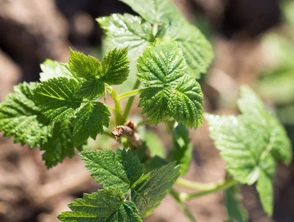 Young raspberry leaves in nature — Stock Photo, Image