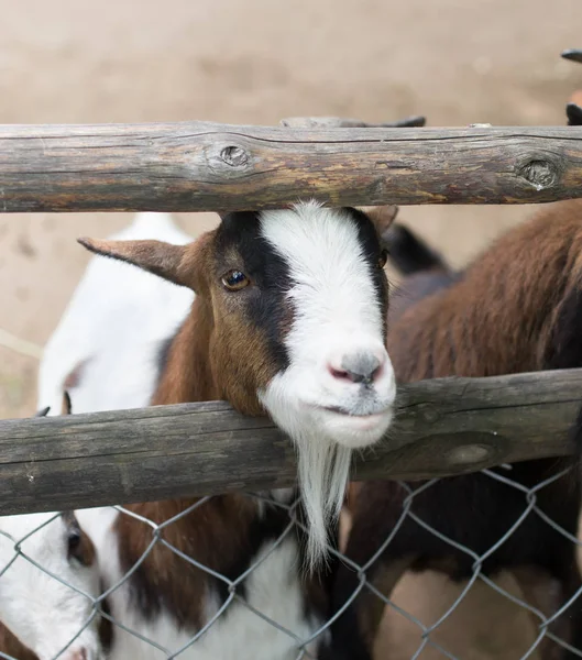 Kambing di belakang pagar di kebun binatang — Stok Foto