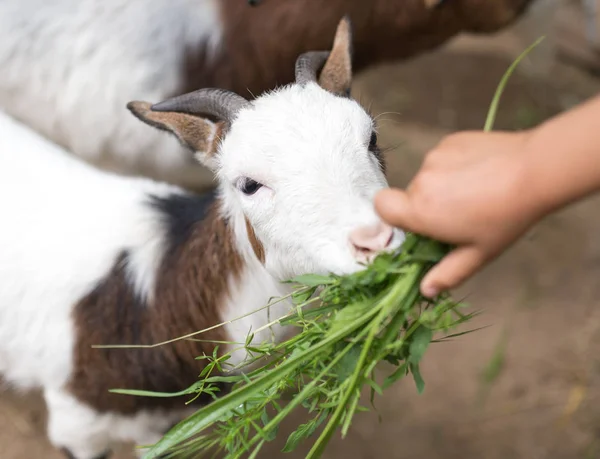 Koza jeść trawy z rękami — Zdjęcie stockowe