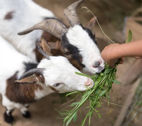 Capra mangiare erba con le mani — Foto Stock