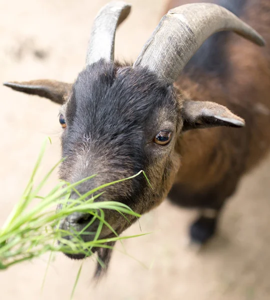 Goat eating grass in nature — Stock Photo, Image