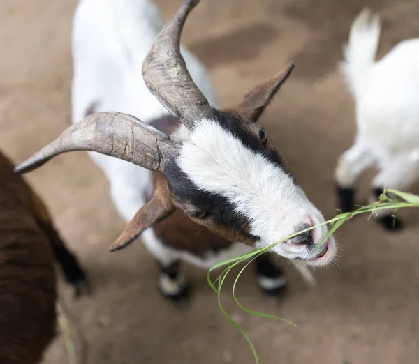 Koza jedzenia trawy w przyrodzie — Zdjęcie stockowe