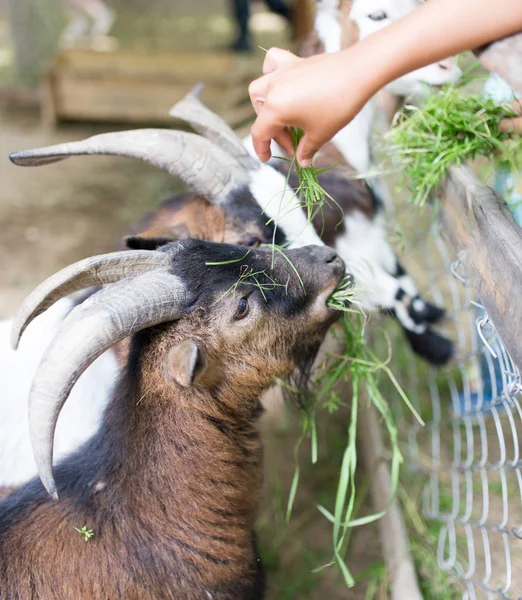 Capra mangiare erba con le mani — Foto Stock
