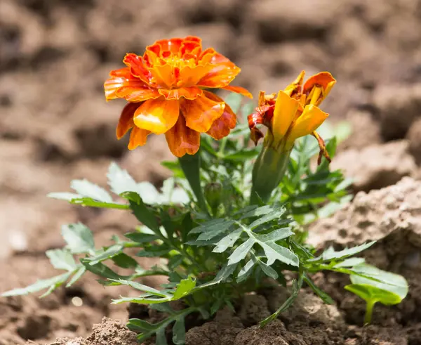 Bela flor de laranja na natureza — Fotografia de Stock