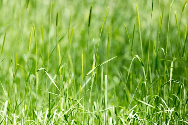 Doğada buğday yeşil kulakları — Stok fotoğraf