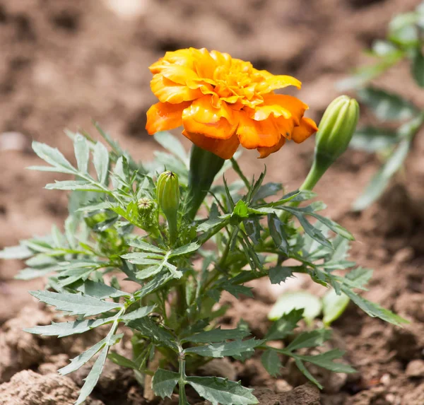 Bela flor de laranja na natureza — Fotografia de Stock