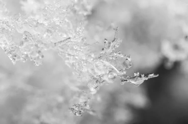 Snow in nature as a background. macro — Stock Photo, Image