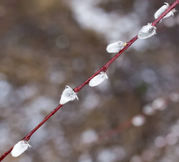 Saule sur la nature au printemps — Photo