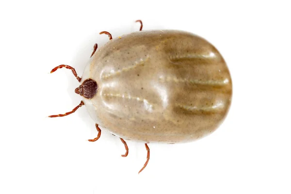 Beetle mite on a white background — Stock Photo, Image