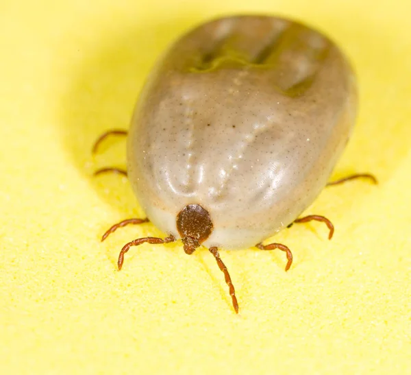 Acarien du scarabée sur fond jaune — Photo