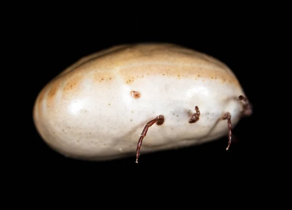 Beetle mite on a black background — Stock Photo, Image