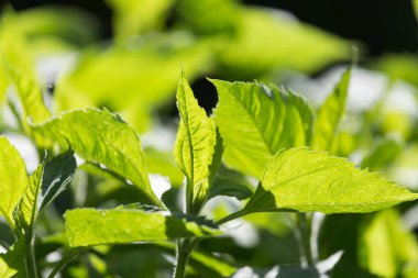 Doğada Kudüs enginarında yeşil yapraklar