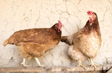 renkli tavuk tavuk çiftliği