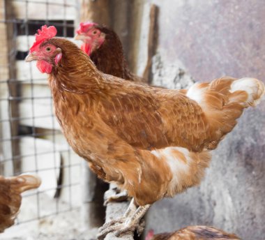 renkli tavuk tavuk çiftliği