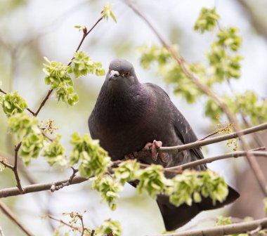 ağaç doğa güvercin