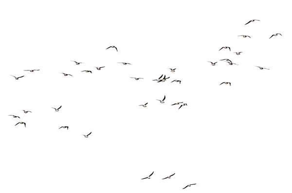 silhouette of a flock of birds on a white background