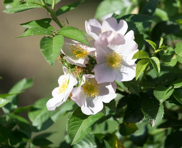 Bela flor branca na natureza — Fotografia de Stock