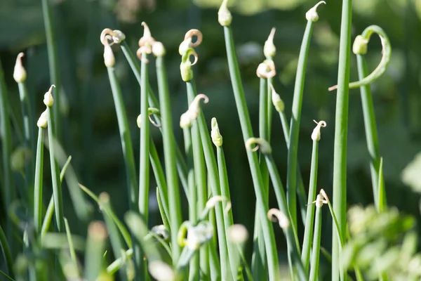 Flores de cebola verde na natureza — Fotografia de Stock