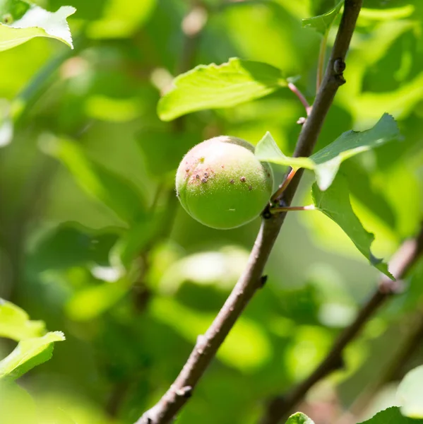 Green unripe apricots in nature — Stock Photo, Image