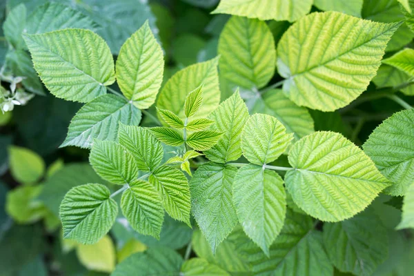 Feuilles vertes sur une framboise dans la nature — Photo