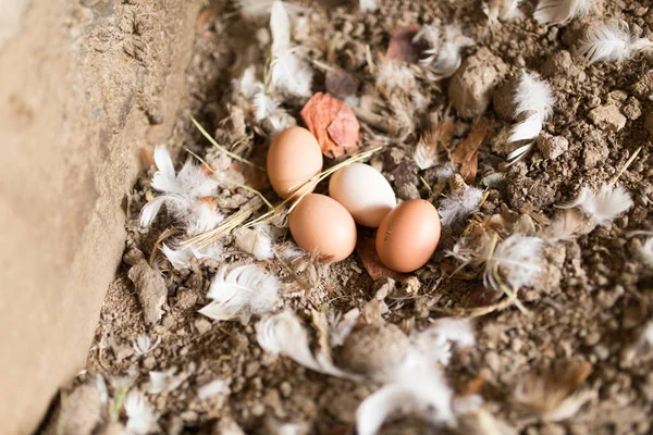 Eggs in the feathers on the farm — Stock Photo, Image