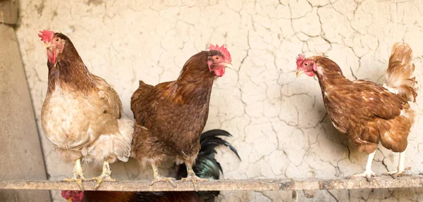 Galinha colorida na fazenda de frango — Fotografia de Stock