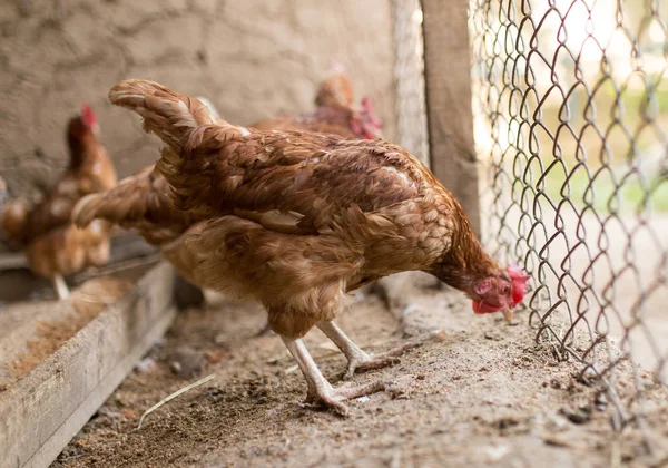 Kyckling nära staketet på gården — Stockfoto