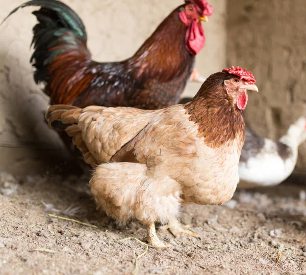 Färgade kyckling på hönsfarm — Stockfoto