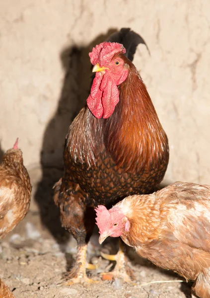 Tavuk çiftliğinde renkli bir horoz — Stok fotoğraf