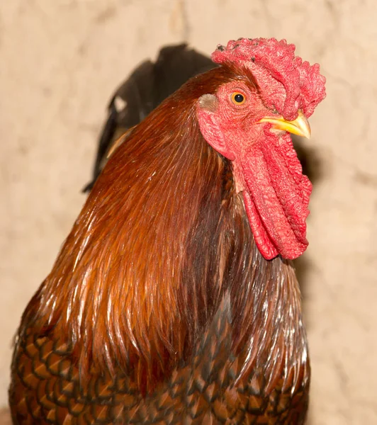 Galo colorido em uma fazenda de frango — Fotografia de Stock