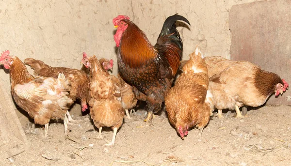 Kolorowe kurczaka na gospodarstwa kurczaka — Zdjęcie stockowe