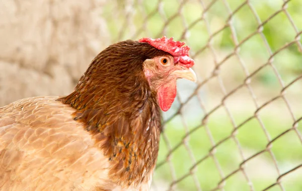 Pollo vicino alla recinzione della fattoria — Foto Stock