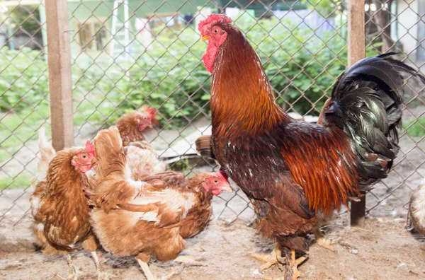 Galo colorido em uma fazenda de frango — Fotografia de Stock