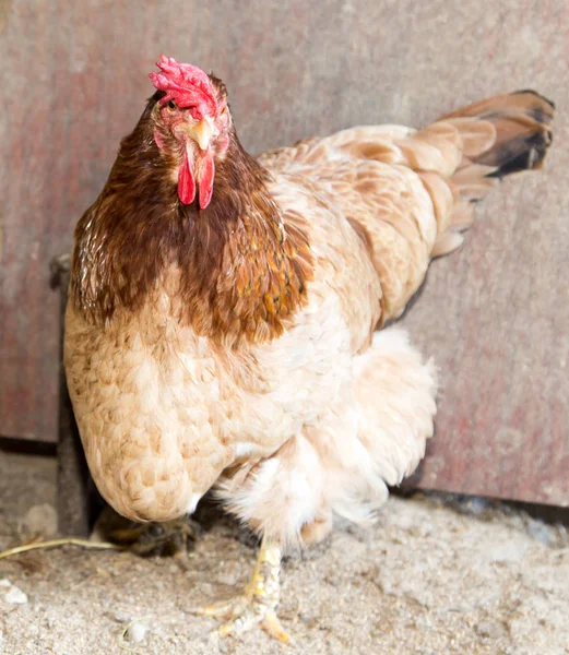 Pollo colorato in allevamento di pollo — Foto Stock