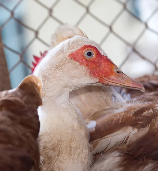 Duck near the fence on the farm — Stock Photo, Image