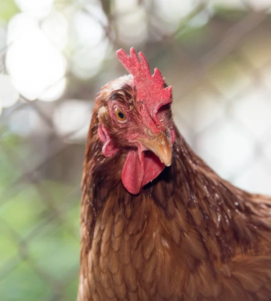 Pollo vicino alla recinzione della fattoria — Foto Stock