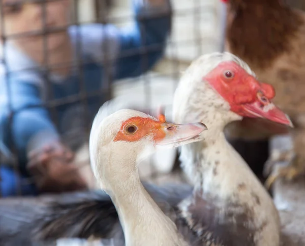 Duck near the fence on the farm — Stock Photo, Image