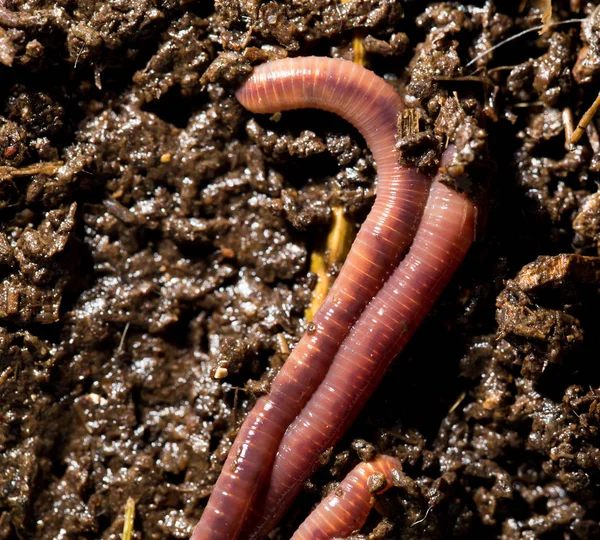 Vermes vermelhos em composto. macro — Fotografia de Stock