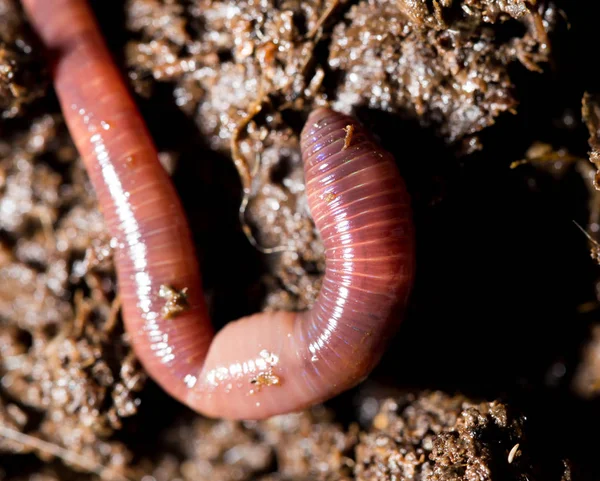 Rote Würmer im Kompost. Makro — Stockfoto