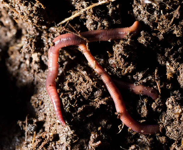 Cacing merah dalam kompos. makro — Stok Foto
