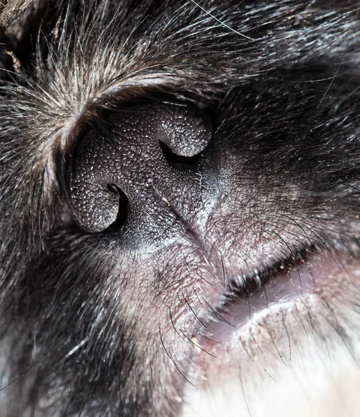 Beautiful black dogs nose. macro — Stock Photo, Image